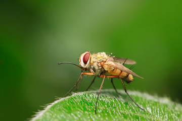 Prosena siberita on plant