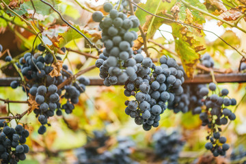 Vineyards at sunset in autumn harvest. Ripe grapes in fall. 