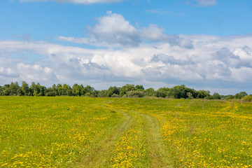 Beautiful summer landscape on a sunny day