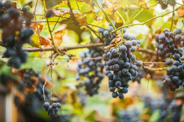 Vineyards at sunset in autumn harvest. Ripe grapes in fall. 