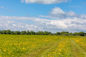 Obraz premium Beautiful summer landscape on a sunny day