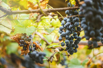 Vineyards at sunset in autumn harvest. Ripe grapes in fall. 