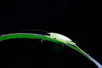 longhorned grasshoppers nymphs