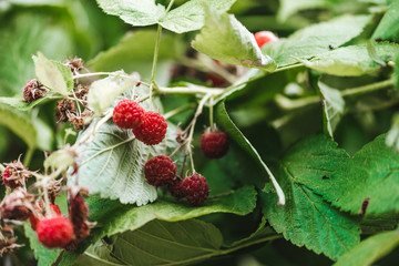 Frеsh raspberry plant close up