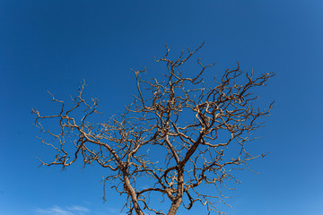 Obraz premium dead tree on blue sky
