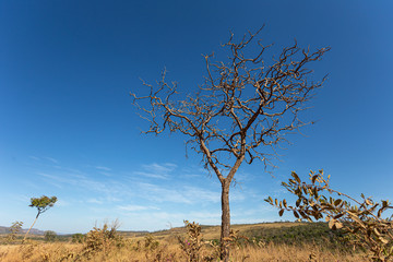 dead tree on blue sky