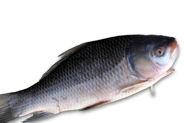 fresh fish isolated on white background with shadow