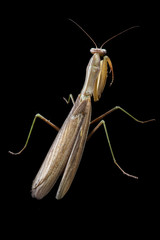 Praying mantis