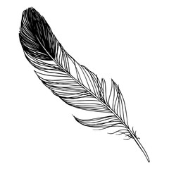 Vector bird feather from wing isolated. Black and white engraved ink art. Isolated feather illustration element.