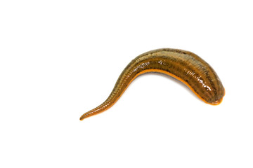 Whitmania pigra