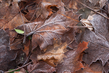 close up view of autumnal leaves covered in frost on a a cold autumn morning in devon.