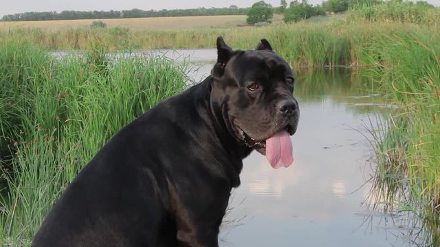 On a clear summer day, a beautiful young black Cane Corso dog of black breed sits on the river bank and enjoys life, looks at the flowing water and swaying reeds