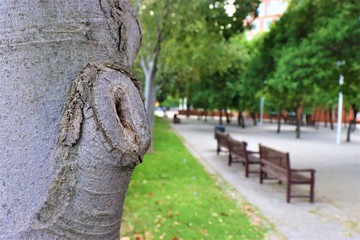 Tree in a park