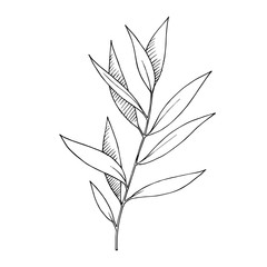 Vector Eucalyptus leaves branch. Black and white engraved ink art. Isolated branches illustration element.