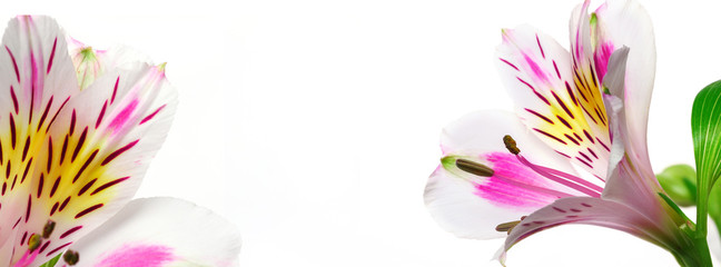 Banner floral background alstroemeria.