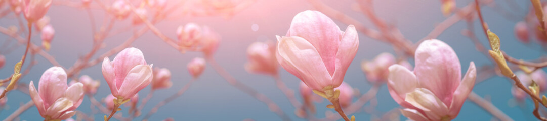 Banner pink magnolia flower on a branch © lms_lms