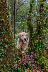 A golden retriever dog in the forest