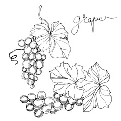 Vector Grape berry healthy food. Black and white engraved ink art. Isolated grape illustration element.