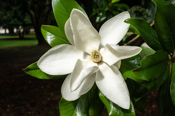 White magnolia blossom on magnolia tree. Magnolia grandiflora