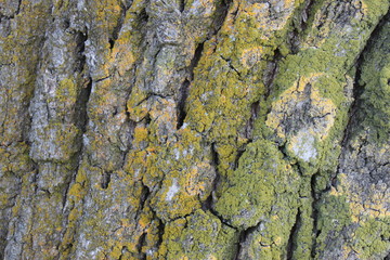 Natural tree bark texture