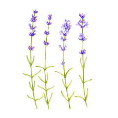 Fototapeta na wymiar lavender flowers, drawing by colored pencils