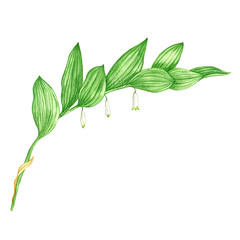 Solomon's seal flower, drawing by colored pencils