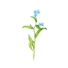 Fototapeta premium true forget-me-not flower, drawing by colored pencils