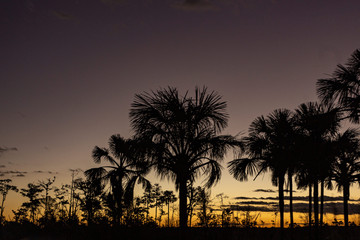 Obraz premium silhouette of palm trees at sunset