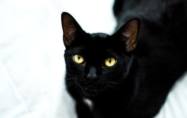 cat on black background