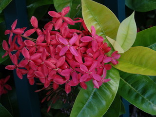 closeup of red ixora flowers in tropical garden #2