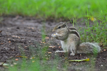 squirrel in park