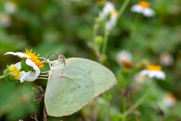 Pale yellow butterfly perched on a white flower.