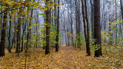 Rezerwat przyrody Las Zwierzyniecki, zamglony las, Białystok, Podlasie, Polska - obrazy, fototapety, plakaty