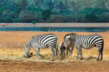 Fototapeta na wymiar Beautiful zebras