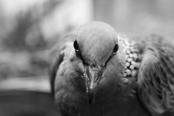 One dove staring at the camera. Black and White.