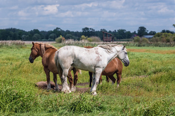 Horses on a grazing land over River Narew in the area of Narew National Park in Poland