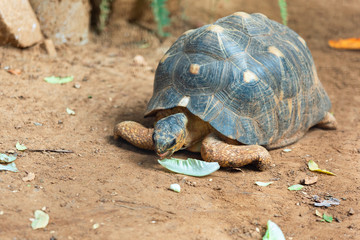 portrait of a giant tortoise