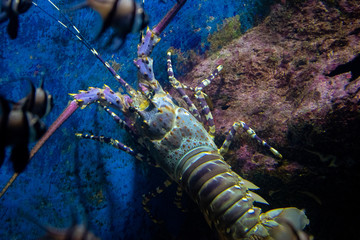 A blue lobster that is on the rock among the fish.