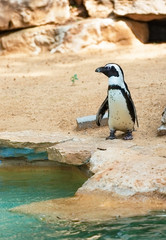 Fototapeta premium beautiful south african penguin