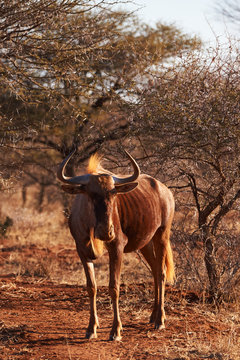 Golden Wildebeest Looking Toward Camera