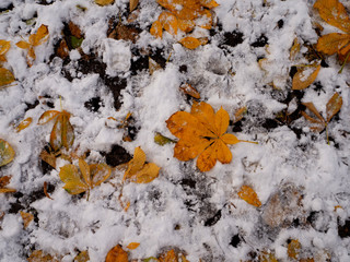 Yellow autumn leaves lie on the ground covered with first snow in november, bird footprints on the ground. Winter is coming.