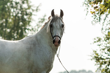 Grey purebred arabian horse posing in show halter in summer outdoors. Anima portrait.