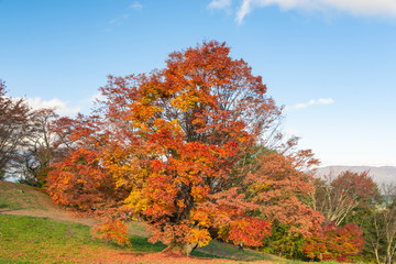 Fototapeta premium 大峰高原 七色大カエデ