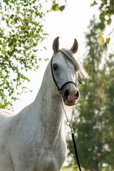 Grey purebred arabian horse posing in show halter in summer outdoors. Anima portrait.