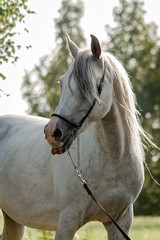Grey purebred arabian horse posing in show halter in summer outdoors. Anima portrait.
