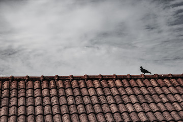 One dove perched on the roof. Black and White.