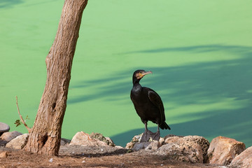 portrait of a bird, a large black cormorant