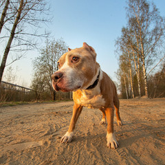 Calm American Terrier dog on dirt road during sunset