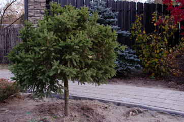 Naklejka premium Background of Christmas tree branches. new year