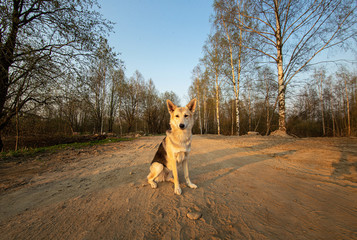 Calm Shepherd dog sitting on dirt road against spring forest in fair weather